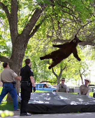 bear falling.jpg